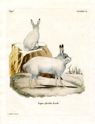 Arctic Hare (värillinen kaiverrus) tekijältä German School