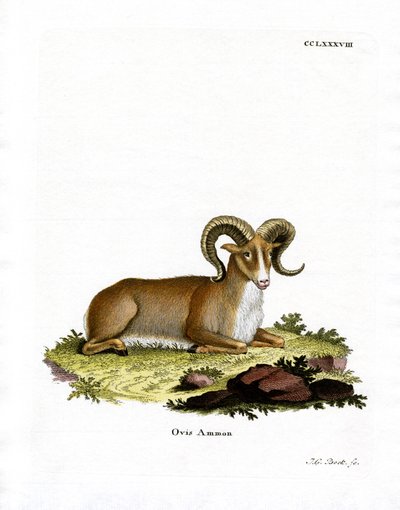 Argali (värillinen kaiverrus) tekijältä German School