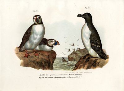 Arctic Puffin, 1864 tekijältä German School
