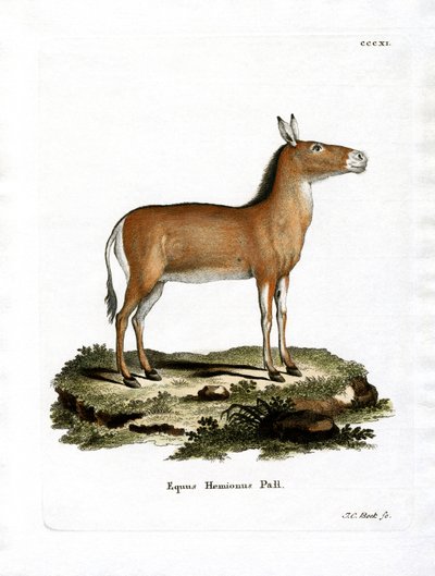 Asian Wild Ass (värillinen kaiverrus) tekijältä German School