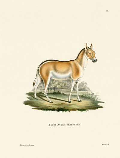 Asian Wild Ass (värillinen kaiverrus) tekijältä German School