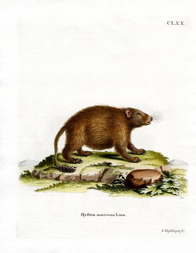 Aasialainen harjapyrstö (värillinen kaiverrus) tekijältä German School