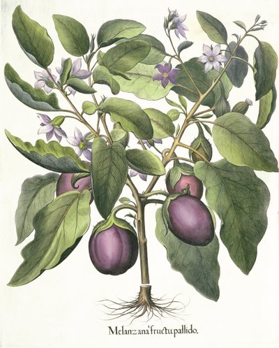Munakoiso: Melanzana vaalea hedelmä, Basil Beslerin (1561-1629) Hortus Eystettensis -pubista. 1613 tekijältä German School