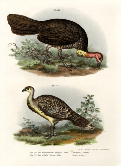 Australian Brush-Turkey, 1864 tekijältä German School