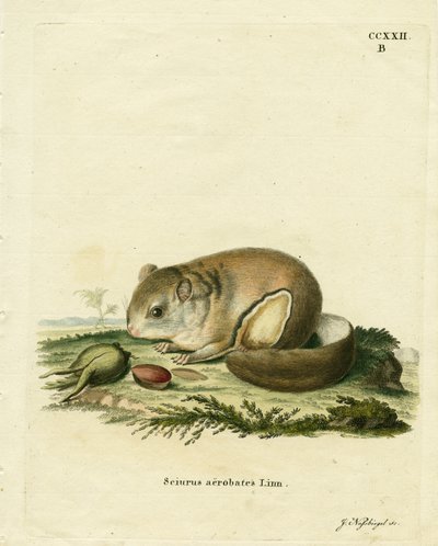 Australian Pygmy Flying Phalanger (värillinen kaiverrus) tekijältä German School