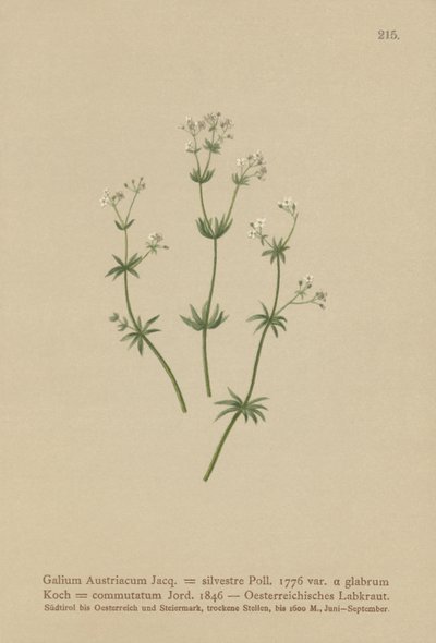 Itävallan Bedstraw ( Galium Austriacum , Galium wild ( var. glabrum ) Galium tekijältä German School