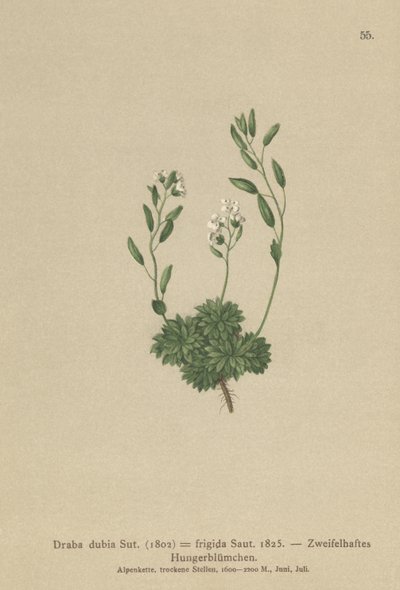 Itävallan Whitlow Grass (Draba dubia, Draba frigida) tekijältä German School