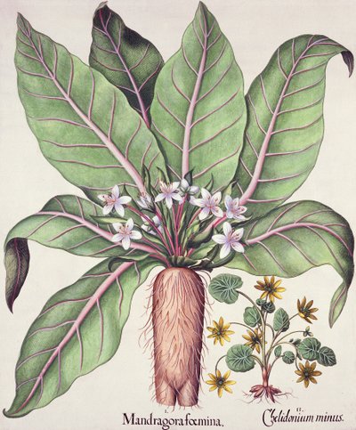 Autumn Mandrake, Basil Beslerin (1561-1629) pubista Hortus Eystettensis. 1613 (käsinvärinen kaiverrus) tekijältä German School