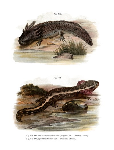 Axolotl (värilliset osat) tekijältä German School
