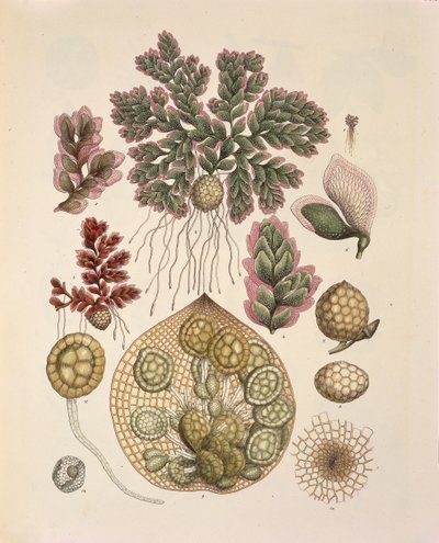 Azolla (vedessä elävät saniaiset), pöytä 74: Plantarum Cryptogamicarum Brasiliensium, Johann Baptist Von Spix ja Carl Friedrich Von Martius tekijältä German School