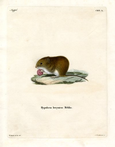 Bank Vole (värillinen kaiverrus) tekijältä German School