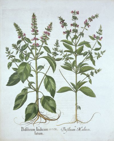 Basilika, Hortus Eystettensis, kirjoittanut Basil Besler (1561-1629), pub. 1613 (käsinvärinen kaiverrus) tekijältä German School