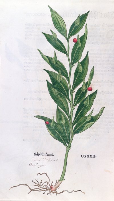 Baytree, kuvitus Leonhart Fuchsin (1501-66) Herbariumiin, julkaistu Baselissa, 1555 (värikaiverrus) tekijältä German School