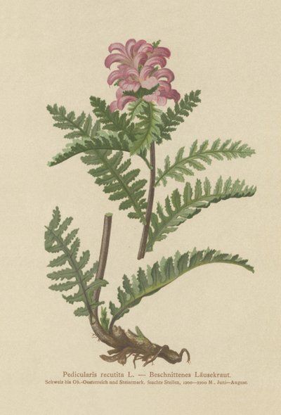 Nokkaton punainen täimato (Pedicularis recutita) tekijältä German School