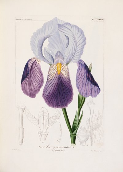 Parrakas iiris, kaiverrus Ch. Schnorr (käsinvärinen lito) tekijältä German School