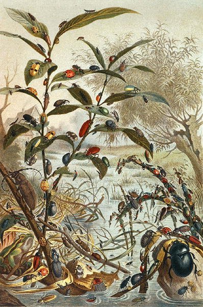 Kovakuoriaiset tulvan aikana, levy "Brehms Tierleben: Allgemeine Kunde des Tierreichs", vol.9, s.33, julkaisija Bibliographisches Institut tekijältä German School