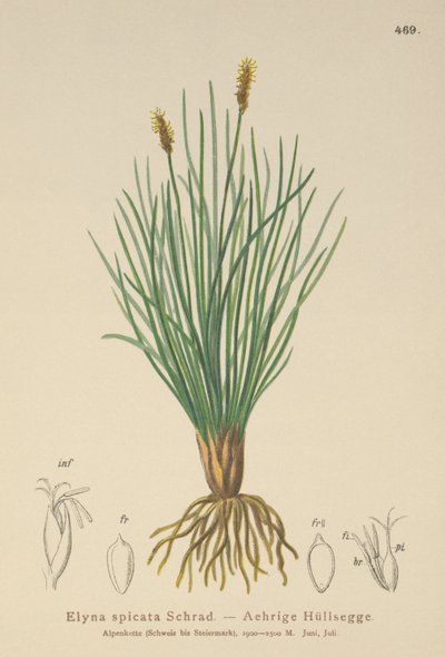 Bellardis suon sara (Kobresia myosuroides, Elyna myosuroides, Kobresia bellardii, Elyna bellardii, Elyna scirpina, Elyna spicata) tekijältä German School