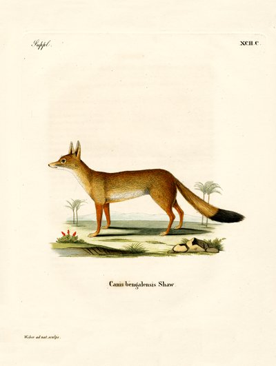 Bengal Fox (värillinen kaiverrus) tekijältä German School