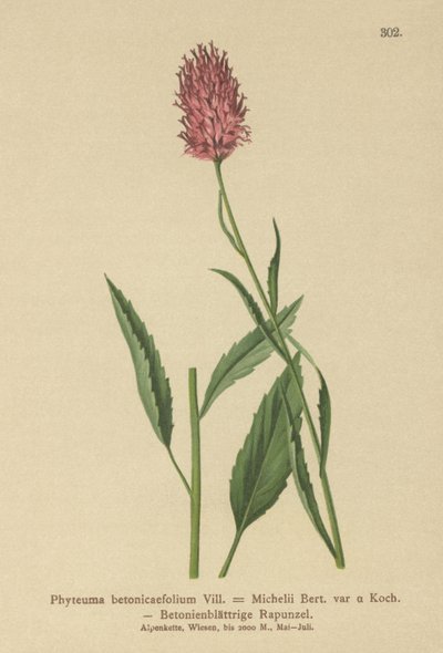 Betony-lehtinen rampioni (Phyteuma betonicaefolium) tekijältä German School