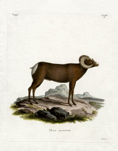Bighorn Sheep (värillinen kaiverrus) tekijältä German School