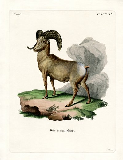 Bighorn Sheep (värillinen kaiverrus) tekijältä German School