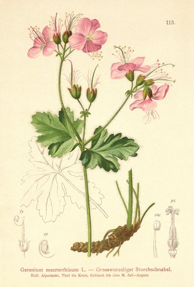 Isojuurinen Geranium (Geranium macrorrhizum) tekijältä German School