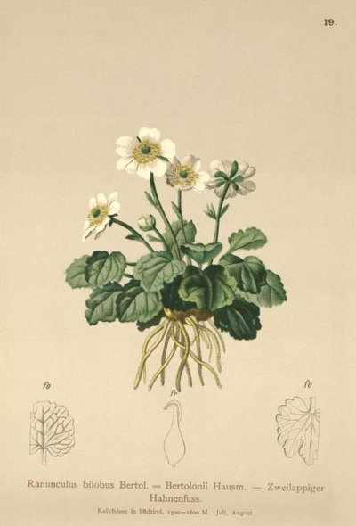 Buttercup (Ranunculus bilobus, Ranunculus Bertolonii) tekijältä German School