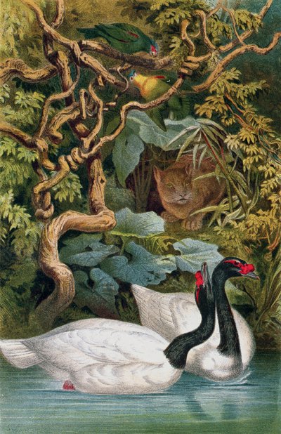 Black-Necked Swan, Brehms Tierlebenin levy: Allgemeine Kunde des Tierreichs, vol.6, s.598, julkaisija Bibliographisches Institut, 1892 tekijältä German School