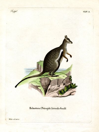 Mustajalkainen Rock-wallaby (värillinen kaiverrus) tekijältä German School