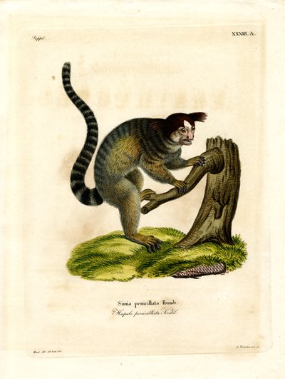 Mustatuftainen Marmoset (värillinen kaiverrus) tekijältä German School