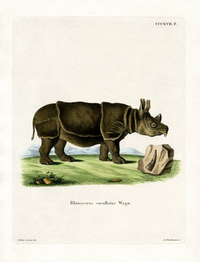 Black Rhinoceros (värillinen kaiverrus) tekijältä German School