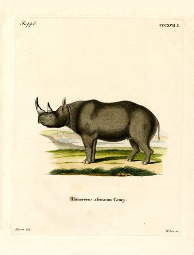 Black Rhinoceros (värillinen kaiverrus) tekijältä German School