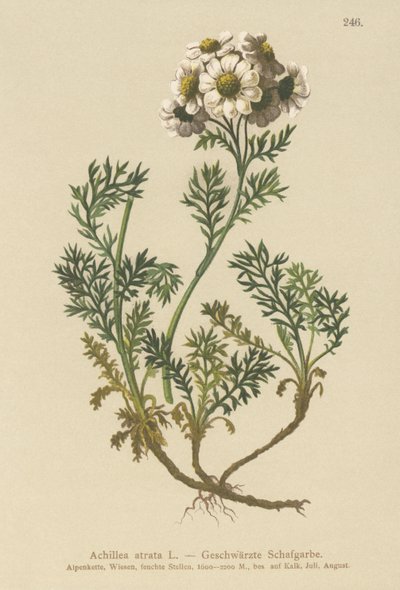 Musta siankärsämö (Achillea atrata) tekijältä German School