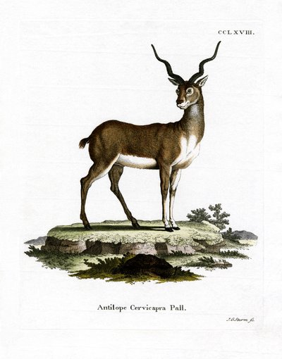 Blackbuck (värillinen kaiverrus) tekijältä German School