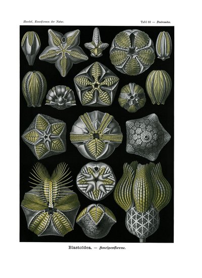 Blastoidea, 1899-1904 tekijältä German School