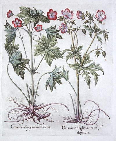 Bloody Cranesbill ja Bigroot Cranesbill, Hortus Eystettensis, kirjoittanut Basil Besler (1561-1629), pub. 1613 (käsinvärinen kaiverrus) tekijältä German School