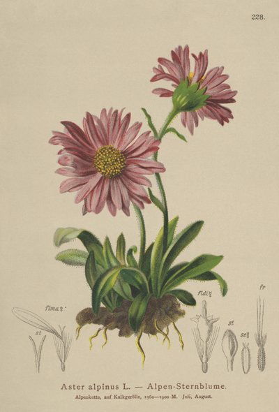 Blue Alpine Daisy (Aster alpinus) tekijältä German School