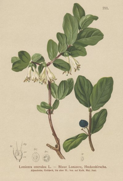 Sininen kuusama (Lonicera caerulea, Lonicera coerulea) tekijältä German School