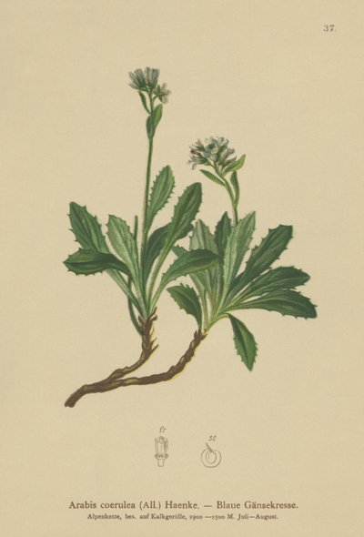 Sininen seinäkrassi (Arabis caerulea, Arabis coerulea) tekijältä German School