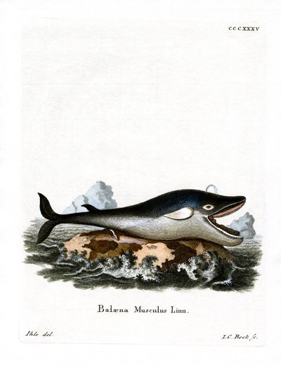 Blue Whale (värillinen kaiverrus) tekijältä German School