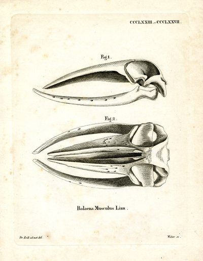Blue Whale Skull (värillinen kaiverrus) tekijältä German School