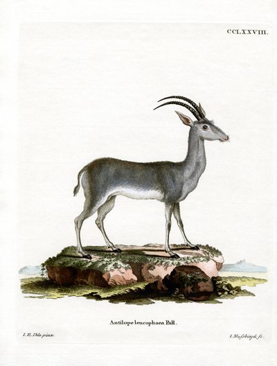Bluebuck tekijältä German School