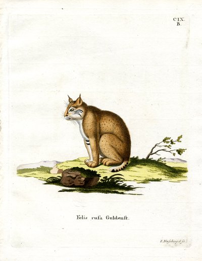 Bobcat (värillinen kaiverrus) tekijältä German School