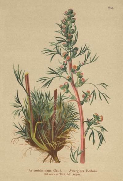 Boreaalinen koiruoho (Artemisia nana, Artemisia borealis) tekijältä German School