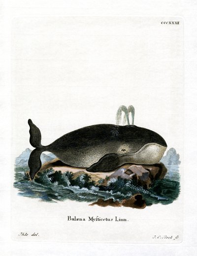 Bowhead Whale (värillinen kaiverrus) tekijältä German School
