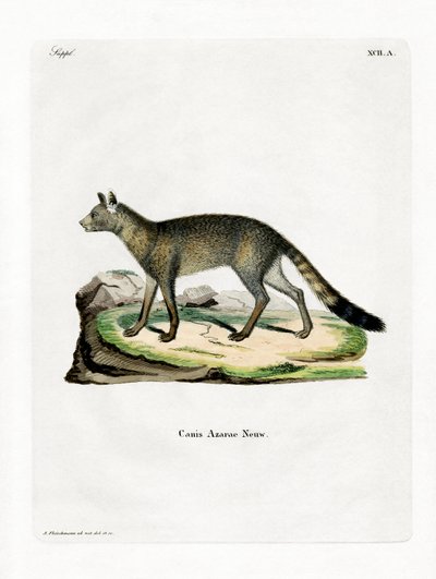 Brazilian Fox (värillinen kaiverrus) tekijältä German School