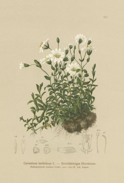 Leveälehtinen hiirenkorva (Cerastium latifolium) tekijältä German School