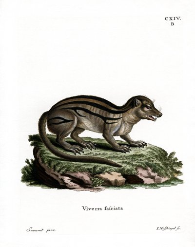 Leveäraitainen Madagaskarin Mongoose (värillinen kaiverrus) tekijältä German School