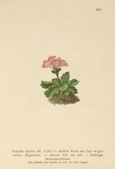 Leveälehti (Primula viscosa, Primula latifolia, Primula hirsuta) tekijältä German School