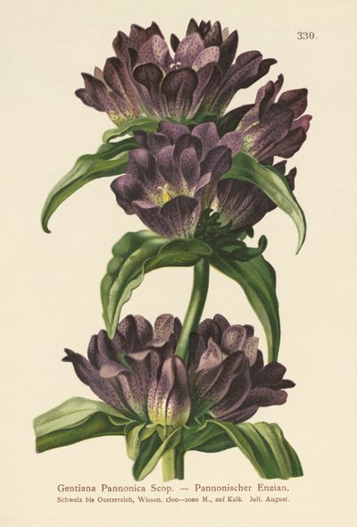 Ruskea Gentian (Gentiana Pannonica) tekijältä German School